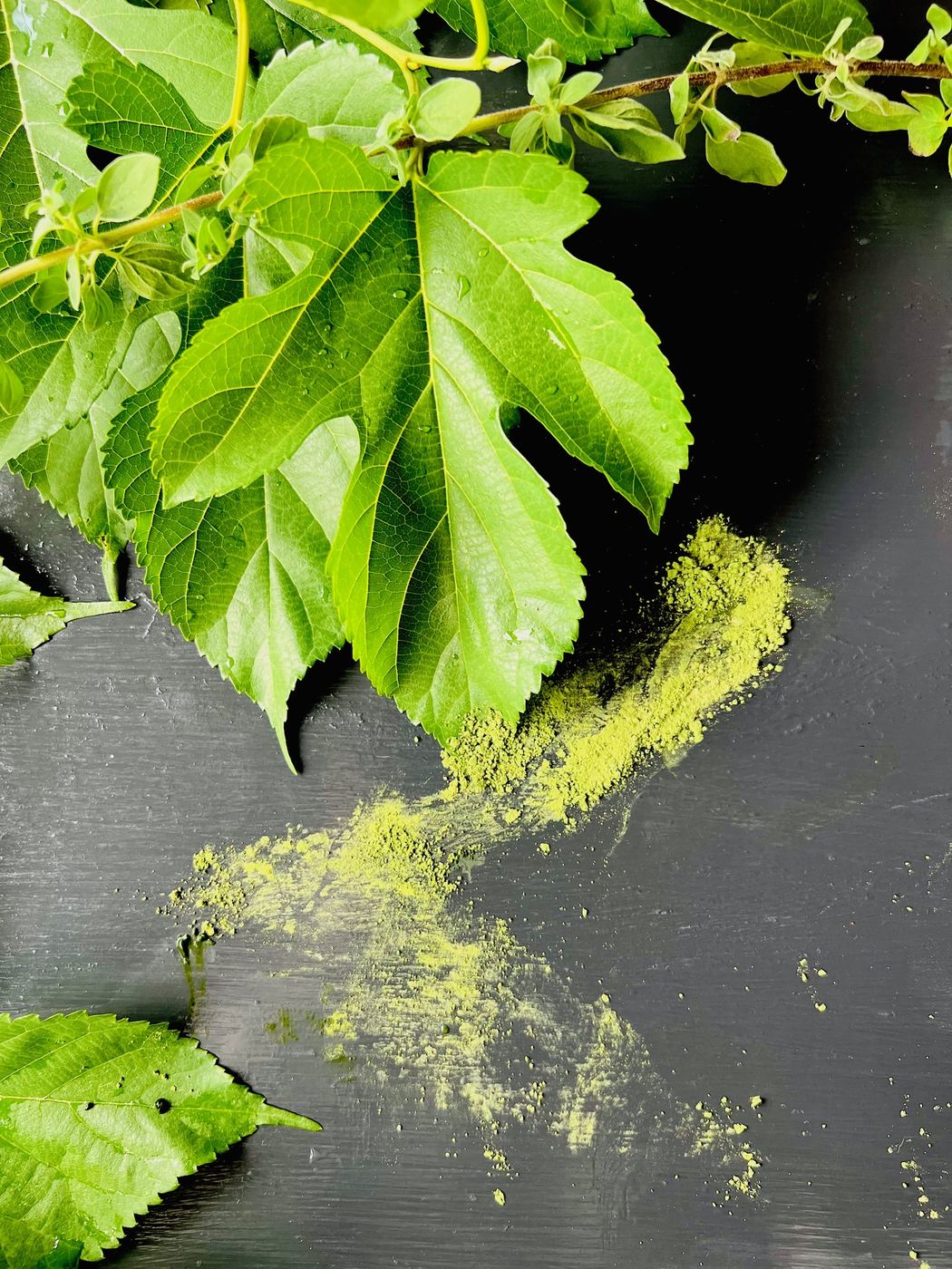 Fresh mulberry leaves beside a drift of Mulberry Matcha powder