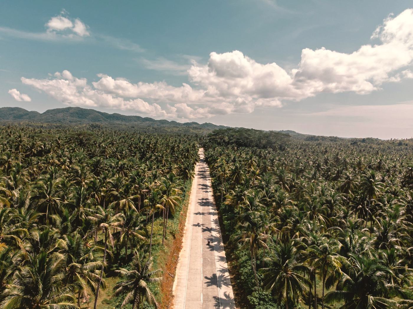 Aerial view of a road through endless coconut palms