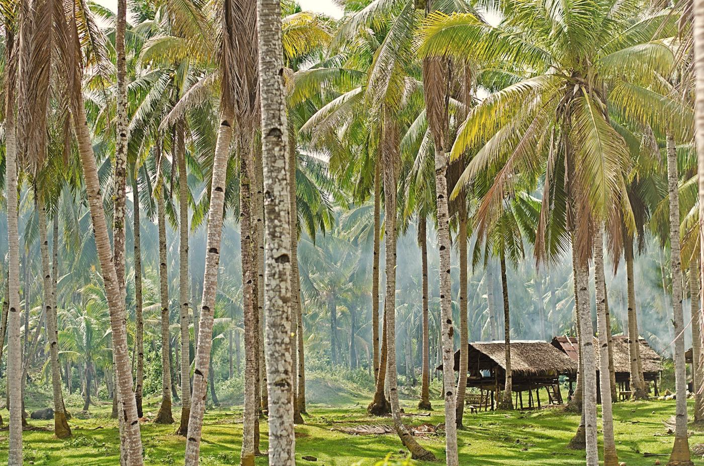 A coconut palm grove in the Philippines