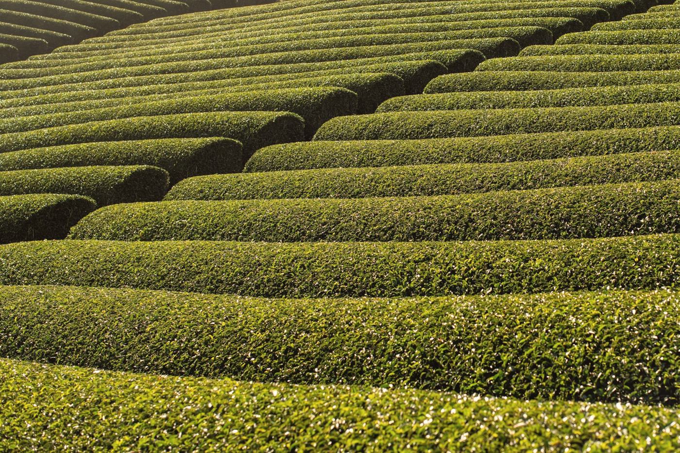 Rows of tea bushes in Wazuka, Kyoto