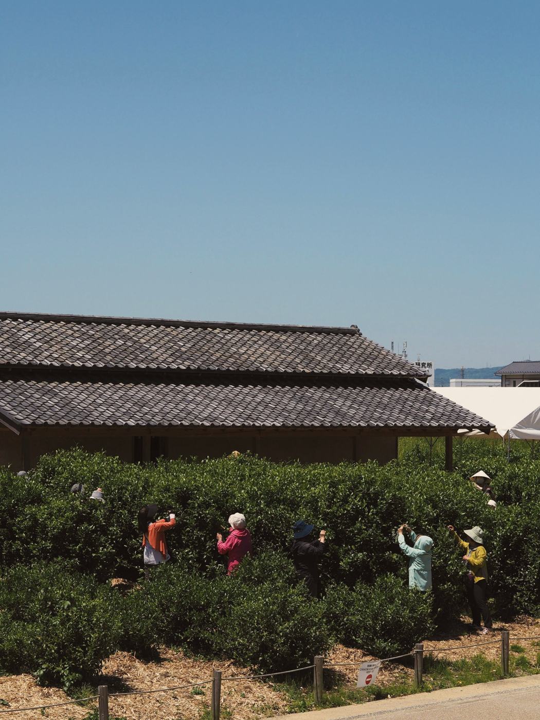 Picking tea by hand in Uji